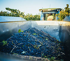 Grape harvest